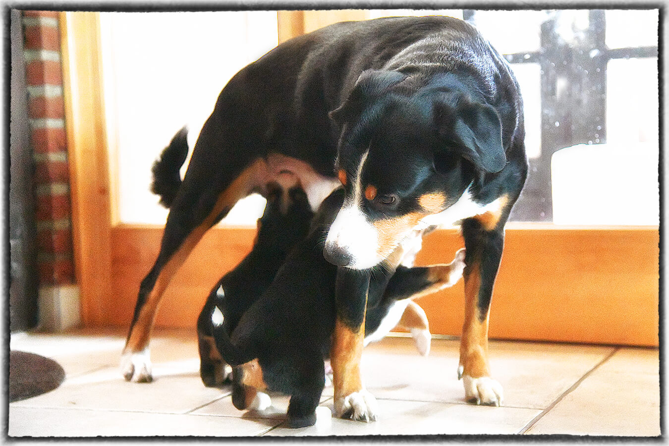 Hey Jungs ... eure Milchbar steht woanders ... Hey Jungs ... eure Milchbar steht woanders ...